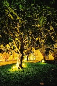 LED garden tree uplighting